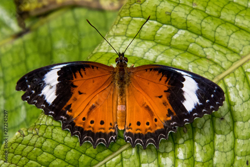 Beautiful Red Lacewing Butterfly in north Queensland, Australia