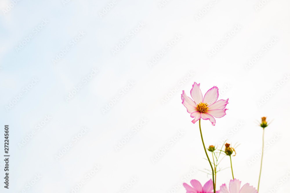 Cosmos flowers on sky background, copy space use for the background.