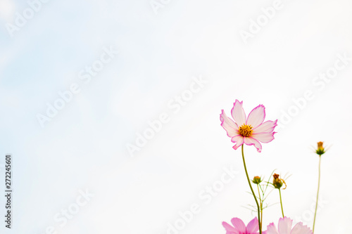 Cosmos flowers on sky background, copy space use for the background.