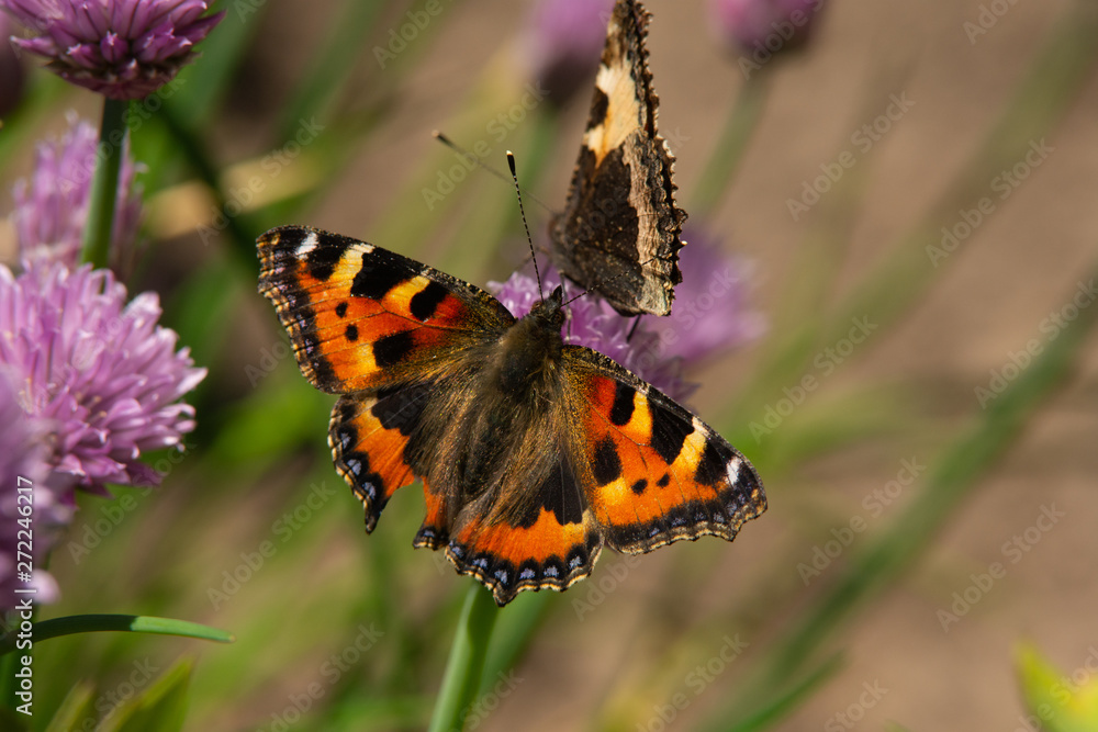 butterfly on flower butterfly on flower