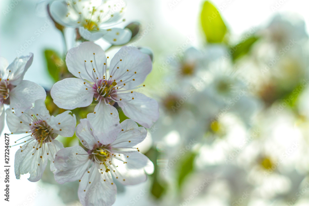 blooming apple tree close-up in macro background blooming apple tree close-up in macro background