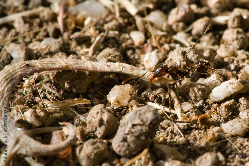 red ants eating red ants eating