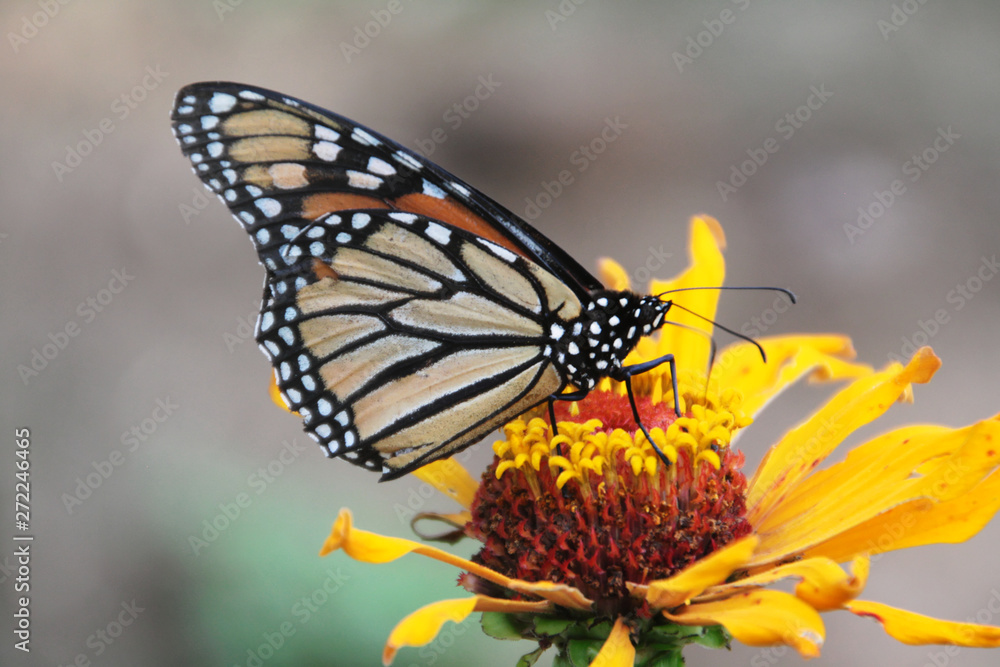 Obraz premium Monarchfalter