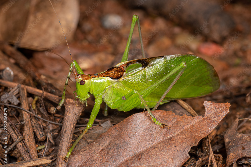 Predatious katydid (Orthoptera) foraging in tropical rainforest Predatious katydid (Orthoptera) foraging in tropical rainforest
