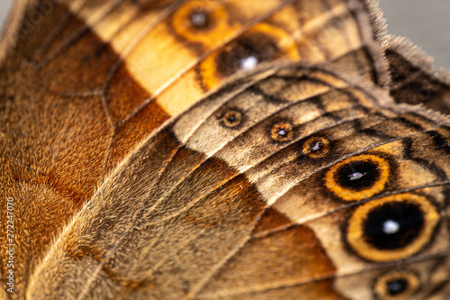 Extreme close up of the wing of the orange bushbrown butterfly  Mycalesis terminus