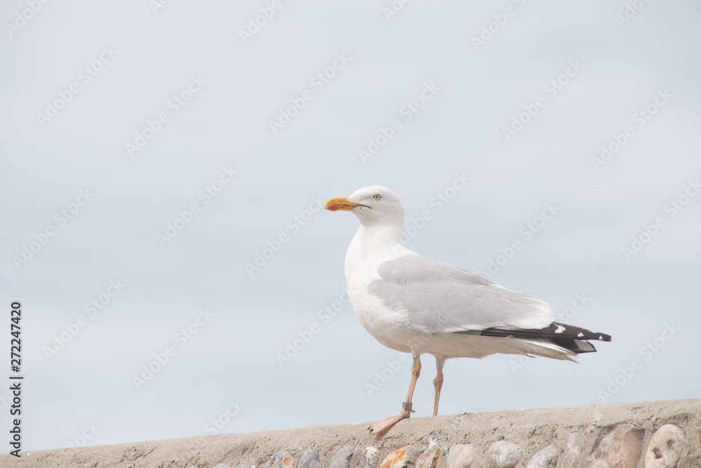 gaviota gaviota