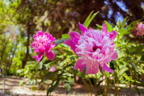 Beautiful pink pions  nature  flowers