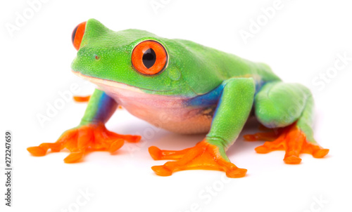 Red eyed tree frog from the tropical rain forest of Costa Rica and Panama. A cute funny exotic animal with vibrant eyes isolated on a white background. .