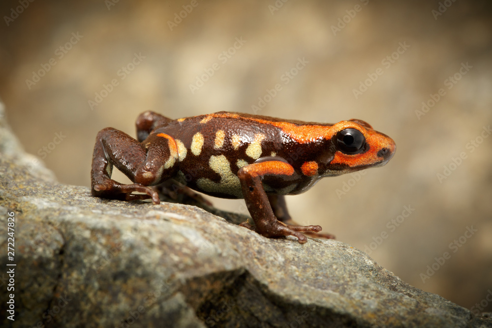 Fototapeta premium poison dart frog andinobates bombetes