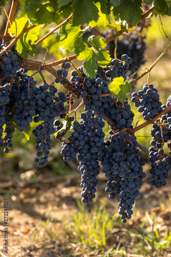Red wine grapes ready to harvest and wine production. Medoc  France