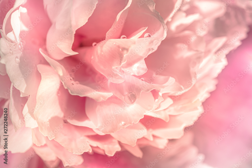 Gentle pink background of petals of a peony flower, soft focus. Blooming peony flower in dew closeup.
