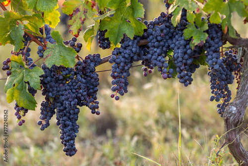 Foto Red wine grapes ready to harvest and wine production