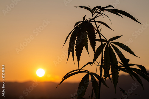 seedling of cannabis  Cannabis leaves of a plant on the Sunset background medicinal agricultur.