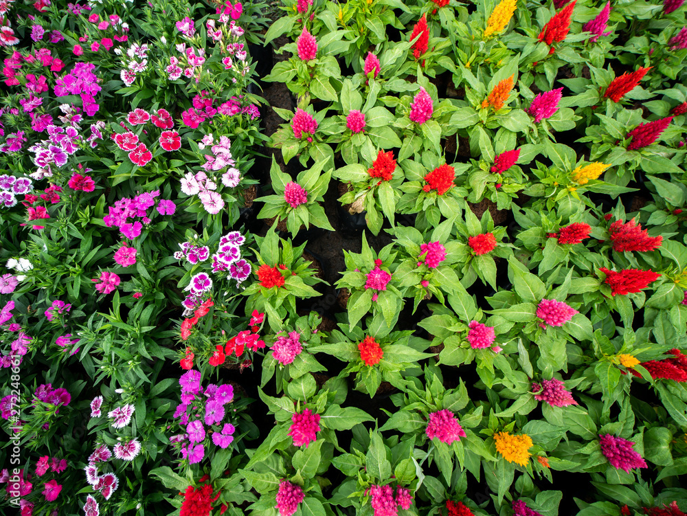 Cockscomb and Rainbow Pink Flowers Lay on The Ground