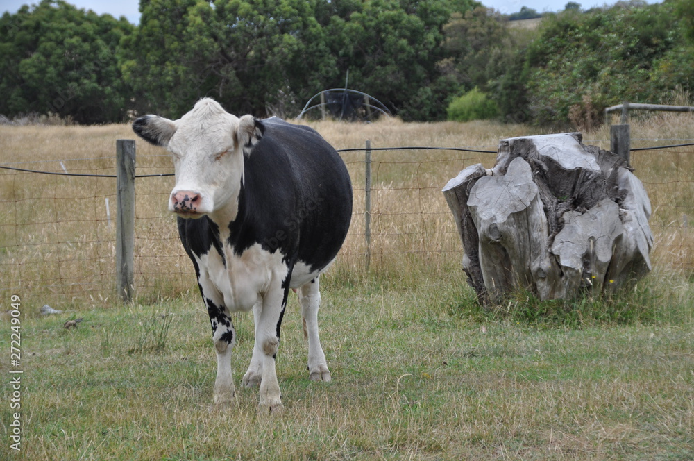 Cow on French Island, Victoria, Australia
