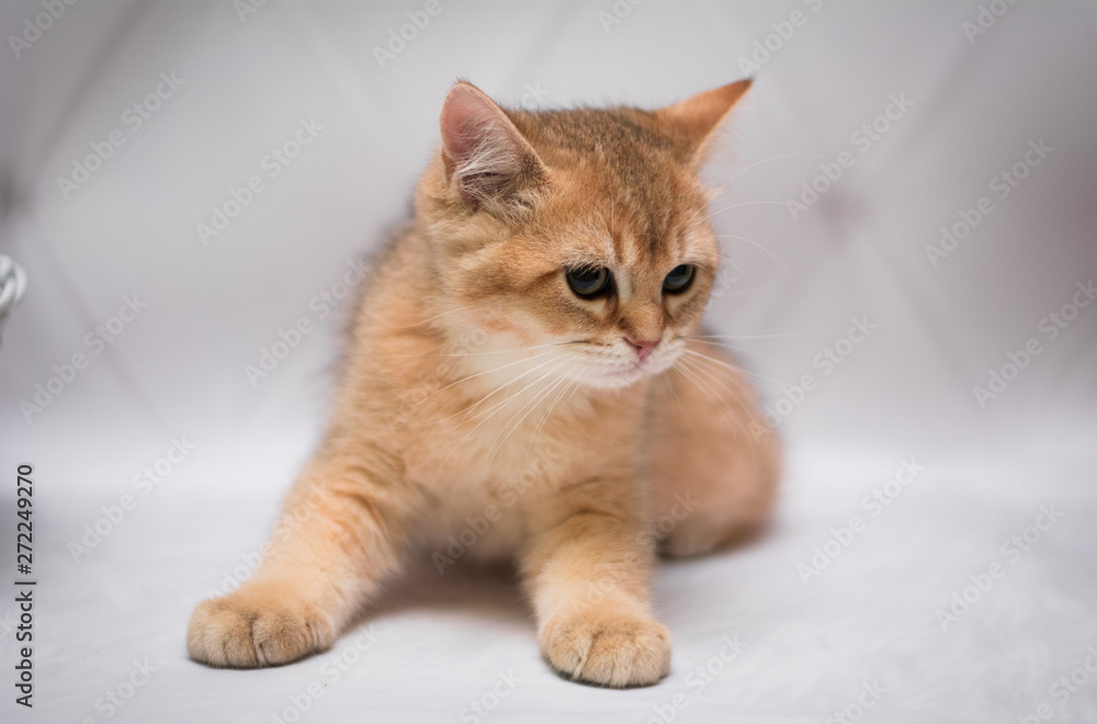 kitten scottish british cat burma munchkin animals kitten scottish british cat burma munchkin animals