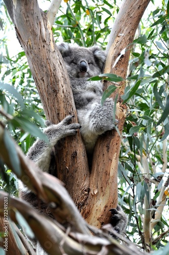 Koala in the wild at French Island, Victoria, Australia