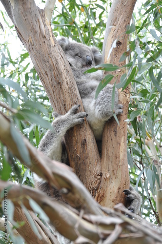 Koala in the wild at French Island  Victoria  Australia