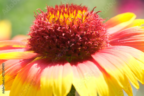 Summer beautiful flower