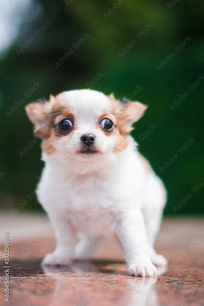 puppy dog ​​spitz chihuahua pedigreed dog