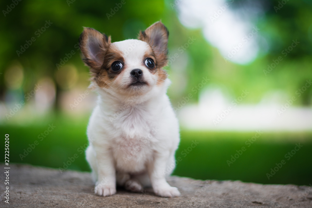 Chihuahua puppy spitz dog pet yorkshire terrier Chihuahua puppy spitz dog pet yorkshire terrier