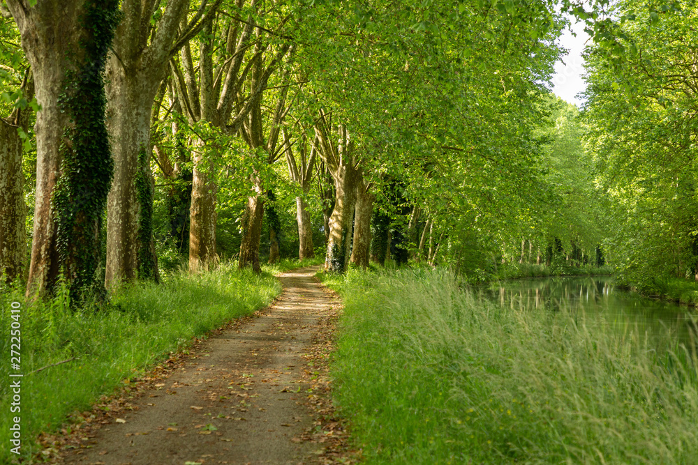 path through the woods along the Canal de Garonne path through the woods along the Canal de Garonne