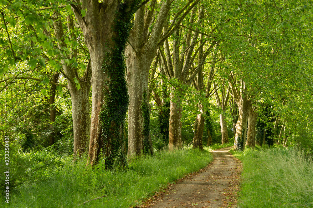 Fototapeta premium path through the woods along the Canal de Garonne