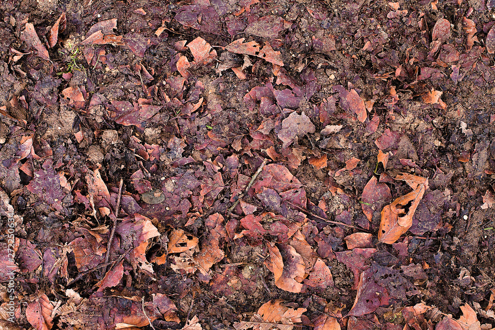 Winter dry leaves on the ground texture. Autumn leaves in forest underfoot. Forest leaves on de plano surface. Mountain leaves structure, overhead shot. Forest foliage surface. Forest pathway texture.