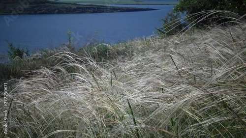 Stipa lessingiana (Needle Grass, Long grass) fluttering in the wind in the Landscape Park against the background of the Tiligul estuary. Rare plant, the Red Book of Ukraine photo