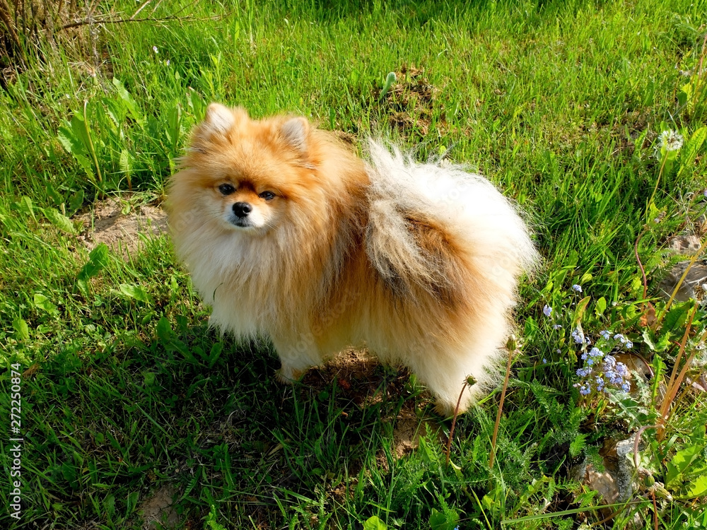 Orange dwarf spitz dog in the grass, top view