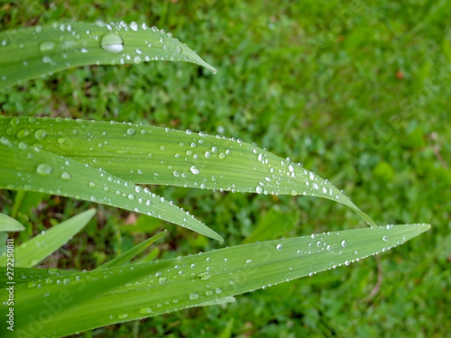 Water drops on the long green leaves after rain