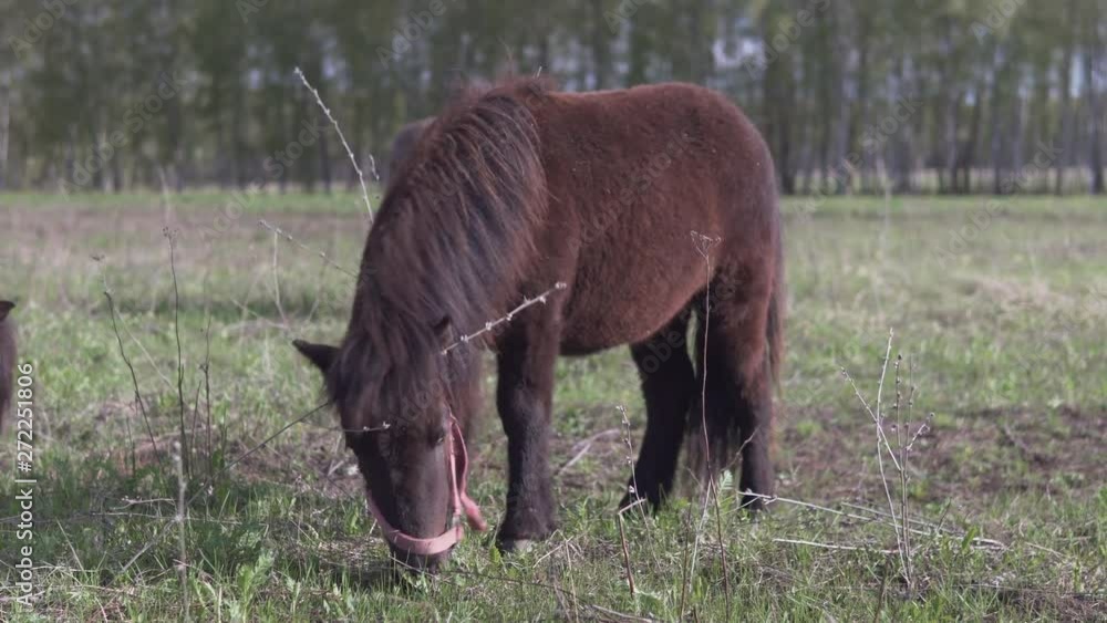 Pony pastures on a meadow grazing a green grass Pony pastures on a meadow grazing a green grass