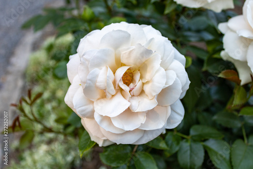 White bushy rose flower in natural environment  close up and top view