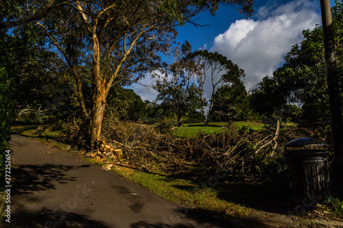 Scene after a vilolent storm, Westerm Springs, Auckland, New Zealand