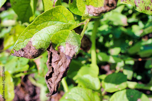 Phytophthora on the leaves of potatoes close-up.