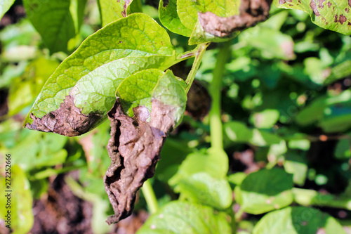 Phytophthora on the leaves of potatoes close-up. photo