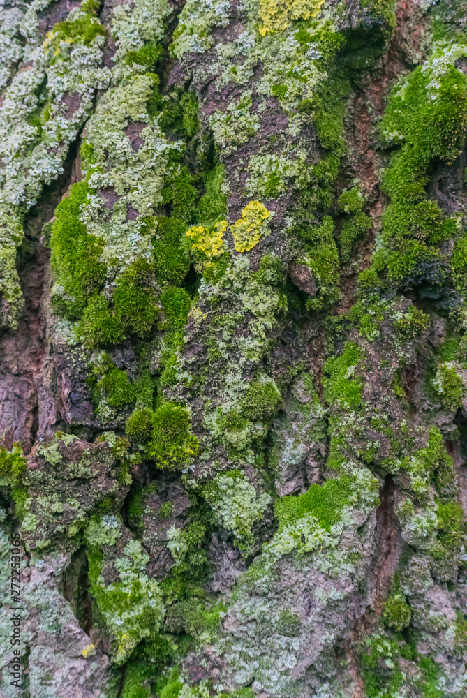 Vertical photograph of a fragment of the bark of an old tree covered with green and yellow moss Vertical photograph of a fragment of the bark of an old tree covered with green and yellow moss