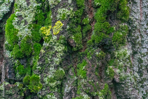 A photo of a fragment of the bark of an old tree covered with green and yellow moss