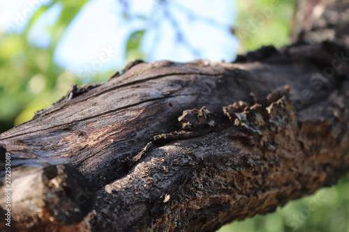 macro tree bark