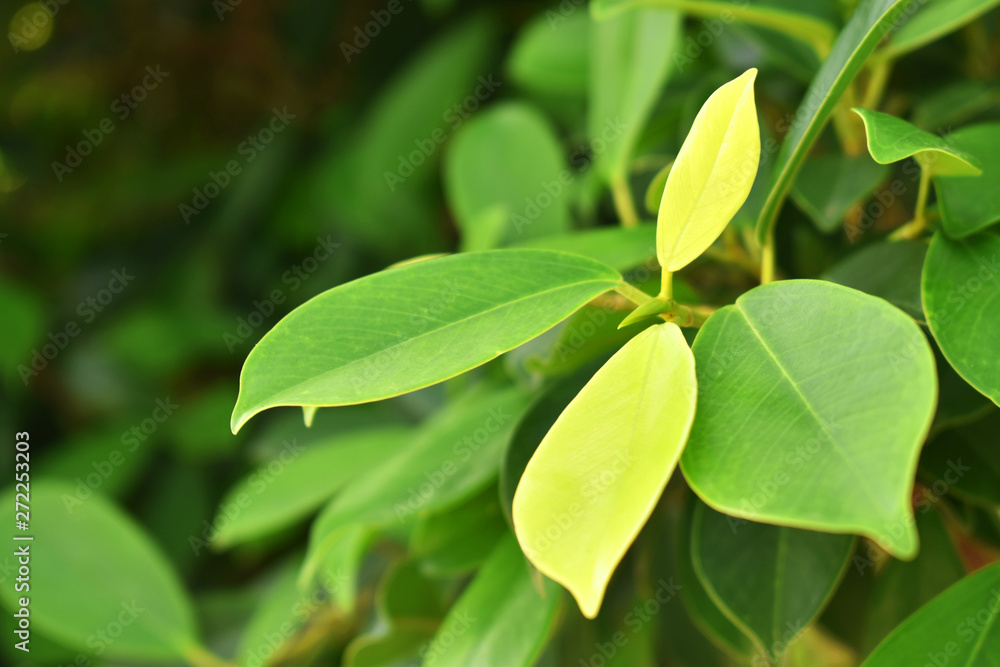 green leaves on background green leaves on background