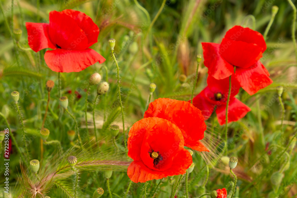 Naklejka premium red poppies