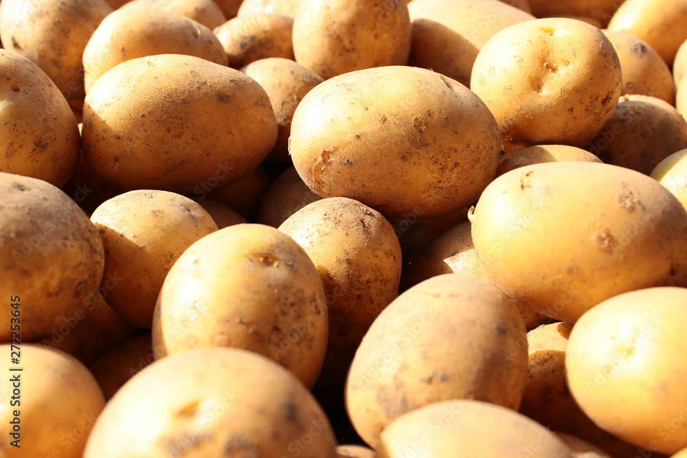 Unwashed and dirty yellow potatoes close up. The main dietary ingredient. Unwashed and dirty yellow potatoes close up. The main dietary ingredient.