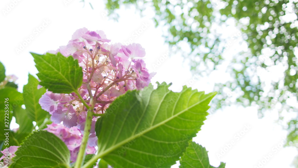 紫陽花 紫陽花