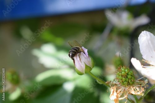 Biene auf weißer Brombeerblüte photo