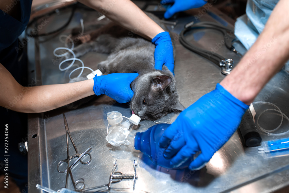 cat under general anesthesia on the operating table. Pet surgery ...