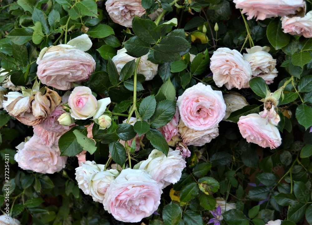 Fototapeta premium Rosen
