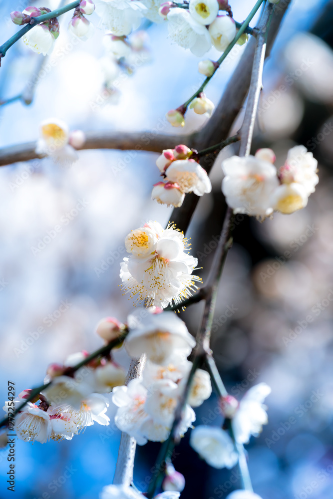 梅の花 梅の花