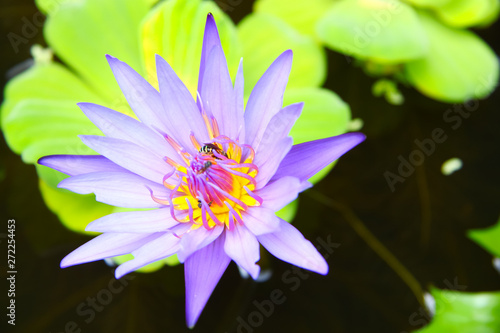 Bee drinking nectar from a tropical water lily flower
