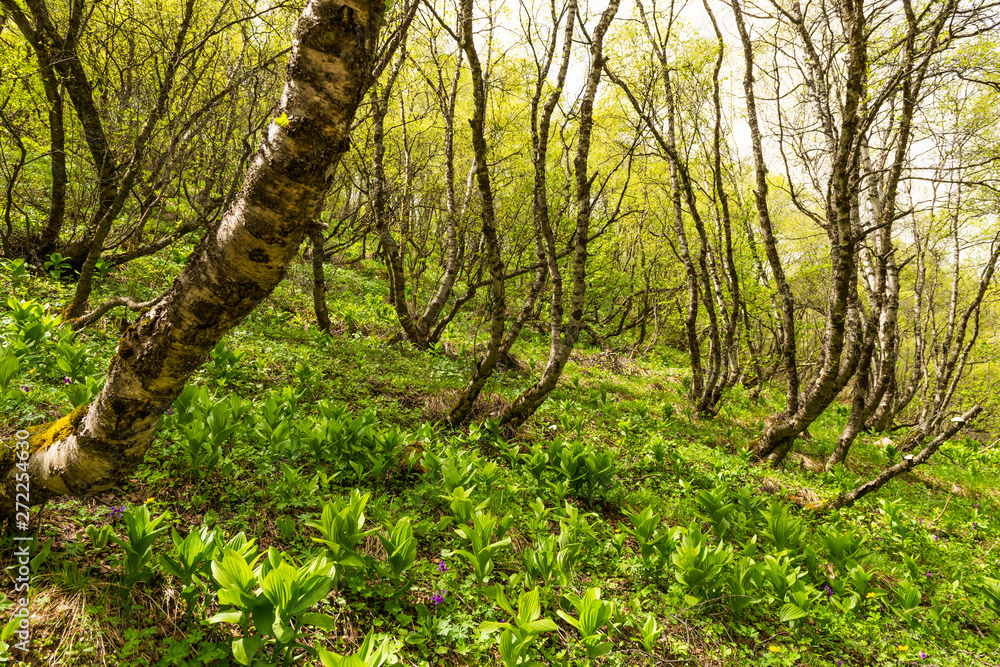 Fototapeta premium forest path in the mountains of Georgia