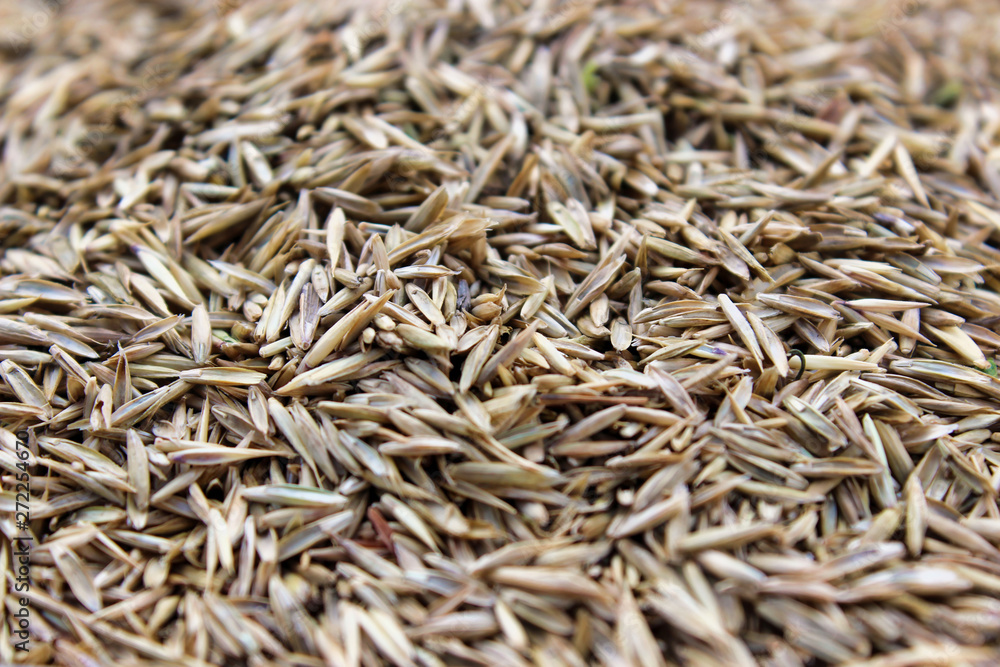 Lawn grass seeds on the ground